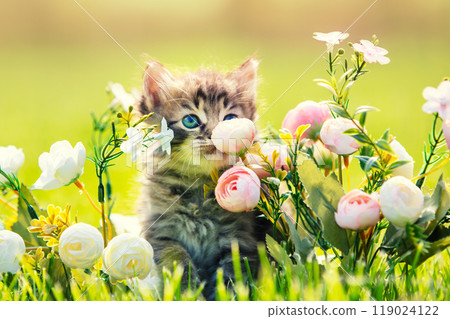 Little kitten sitting on the grass with flowers in the summer garden Little kitten sitting on the grass with flowers in the summer garden 119024122