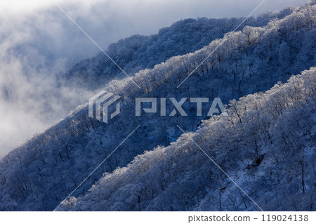 從丹澤的塔之岳看到的被霜覆蓋的樹木的山面 119024138