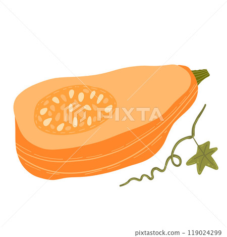 Illustration of a sliced butternut squash with seeds. Ideal for food, health, and harvest-themed designs, perfect for fall cooking, nutrition, and organic produce 119024299