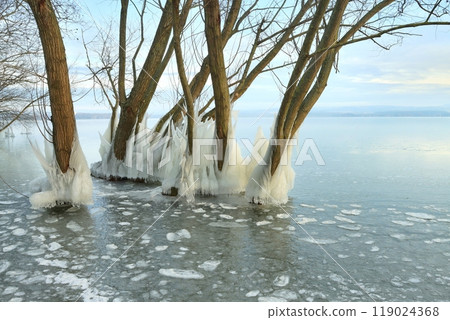 Landscape with frostbitten trees by winter lake 119024368