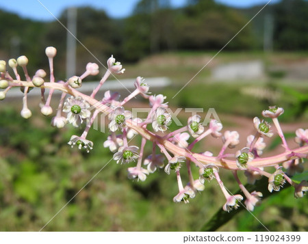Flower of Yoshushi Yamabotou 119024399