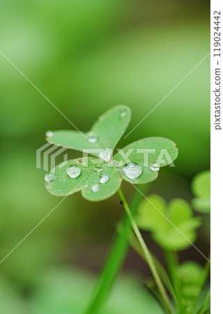 雨後的野草 雨後的野草 119024442