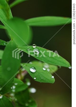雨後的野草 119024443