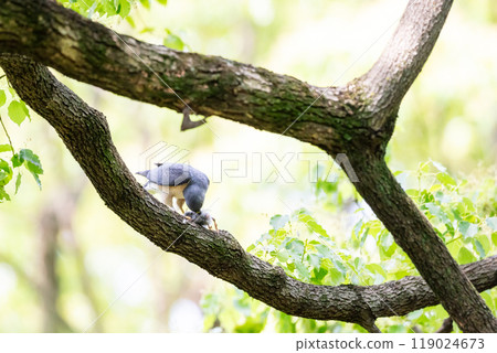 [Tsumi] 吃獵物的雄性Tsumi 119024673