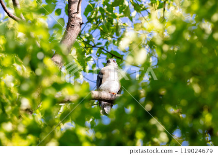 [Tsumi] 男性 Tsumi 在樹枝上休息 119024679