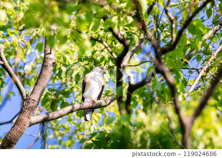 [Tsumi] 男性 Tsumi 在樹枝上休息 119024686