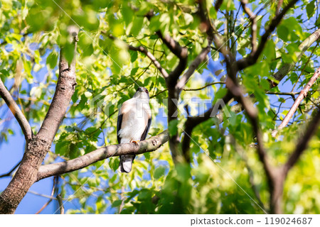 [Tsumi] A male hawk resting on a tree branch 119024687