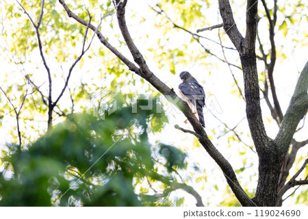 [Tsumi] 女性Tsumi 在樹枝上休息 119024690