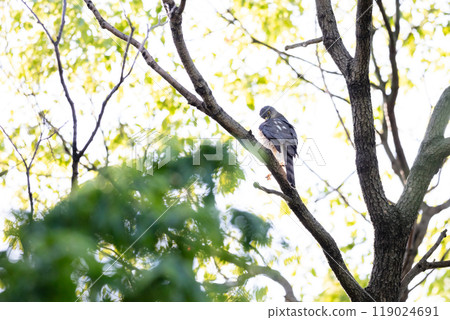 [Tsumi] 女性Tsumi 在樹枝上休息 119024691