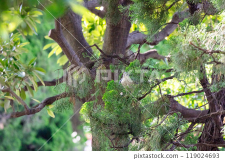 [Tsumi] 隱藏在樹枝中的女Tsumi 119024693