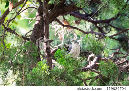 [Tsumi] A female hawk watching from a tree branch 119024704