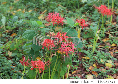 Red spider lily flowers blooming in autumn park Red spider lily flowers blooming in autumn park 119024733