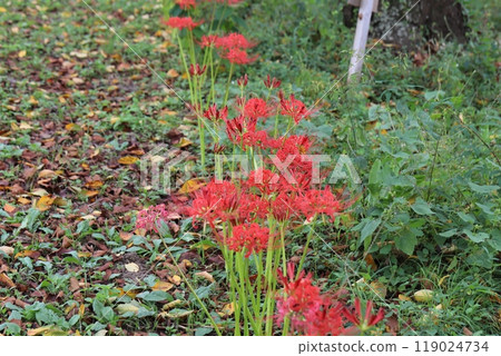 Red spider lily flowers blooming in autumn park 119024734