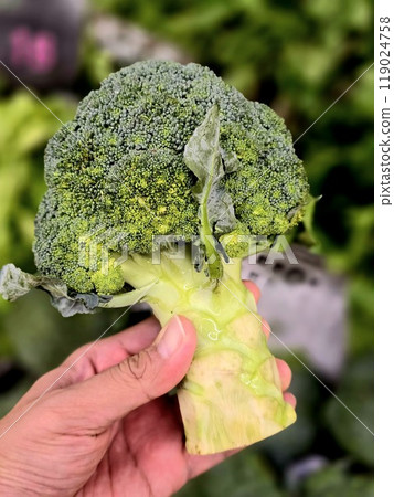 Healthy green organic raw broccoli vegetable. Fresh broccoli in supermarket. Healthy green organic raw broccoli vegetable. Fresh broccoli in supermarket. 119024758