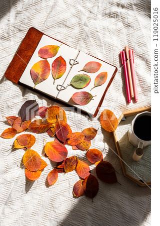 Autumn leaves arranged in notebook. Nature journaling and fall concept. 119025016