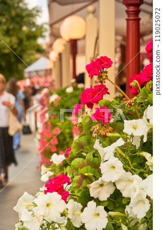 Beautiful white and red petunia flowers in a flower shop. Beautiful white and red petunia flowers in a flower shop. 119025072