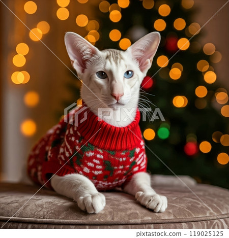 Cats in a Cozy Setting with Blurred Christmas Background Festive and Warm Holiday Atmosphere 119025125