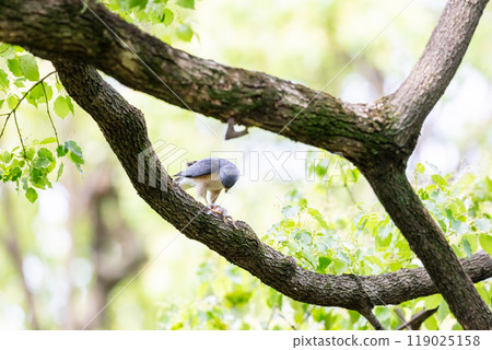 [Tsumi] A male hawk eating prey 119025158