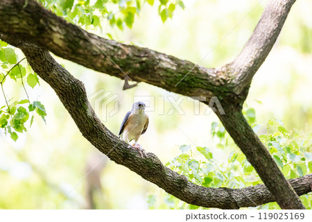 [Tsumi] A male hawk eating prey 119025169