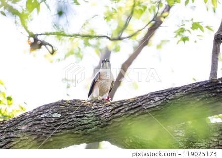 [Tsumi] A male hawk-eagle capturing prey 119025173