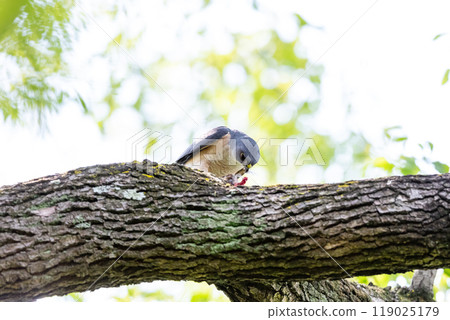 [Tsumi] A male hawk eating prey 119025179