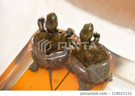 孵化花邊龜 119025332