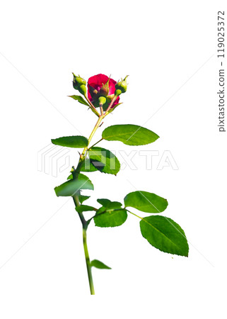 Single red rose flower with green stem and leaves, isolated on white background. Elegant and vibrant 119025372