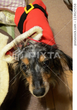 Santa, our cute dachshund, relaxing in his room. Today is Christmas. 119025558