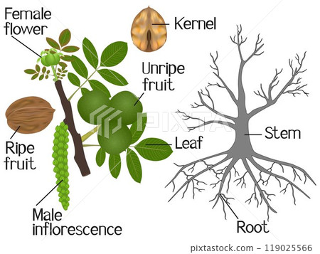 The illustration shows part of the walnut plants. The illustration shows part of the walnut plants. 119025566