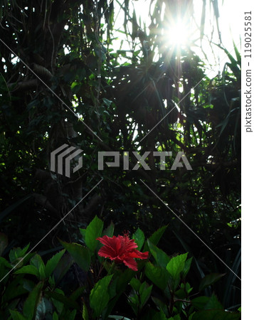 沖繩紅芙蓉 沖繩紅芙蓉 119025581