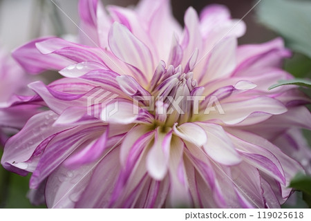 Beautiful dahlia flowers are blooming 119025618