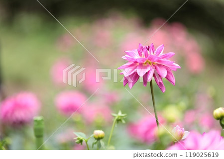 The pink dahlia flowers are blooming beautifully. 119025619