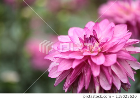The dahlias in the Dahlia Garden are in full bloom 119025620