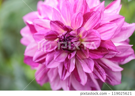 Pink dahlia close-up 119025621