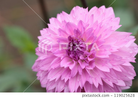 Dahlias have bloomed in the Dahlia Garden in Ogano Town Dahlias have bloomed in the Dahlia Garden in Ogano Town 119025628
