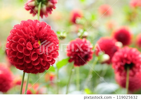A lot of round dahlia flowers are blooming 119025632