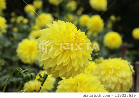There are lots of yellow, round dahlia flowers. 119025639