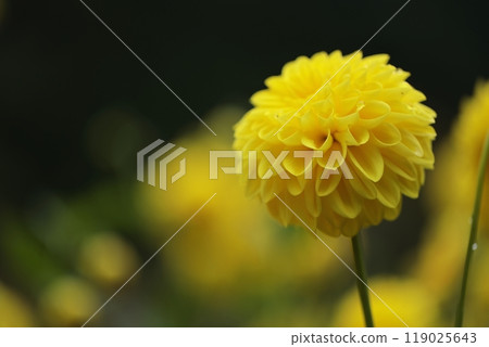 黃色花瓣的大麗花開得美麗 119025643