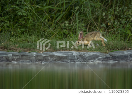wild indian hare or black naped hare or Lepus nigricollis near waterhole in green grass in his natural habitat in winter season safari at ranthambore national park forest tiger reserve rajasthan india wild indian hare or black naped hare or Lepus nigricollis near waterhole in green grass in his natural habitat in winter season safari at ranthambore national park forest tiger reserve rajasthan india 119025805