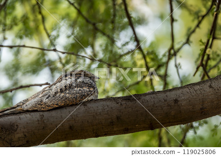 Indian nightjar or Caprimulgus asiaticus perched on branch in natural scenic green background at keoladeo national park forest bharatpur bird sanctuary rajasthan india asia 119025806