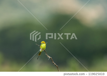 Green bee eater or Merops orientalis bird perched on branch in natural green background in safari at keoladeo national park forest or bharatpur bird sanctuary rajasthan india asia 119025810