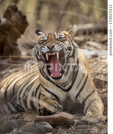 Angry wild female tiger or tigress or panthera tigris behavior yawning growling and showing long Canines teeth in hot summer season safari at ranthambore national park forest reserve rajasthan india 119025812