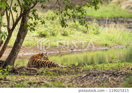 indian wild female bengal tiger panthera tigris sitting near water body in natural green scenic forest background winter season safari at bandhavgarh national park tiger reserve madhya pradesh india 119025815
