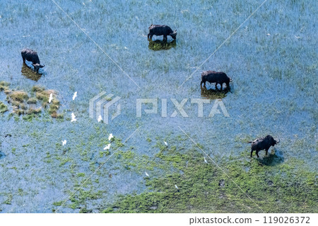Aerial shot of a herd of buffalo grazing in the Okavango Delta Aerial shot of a herd of buffalo grazing in the Okavango Delta 119026372