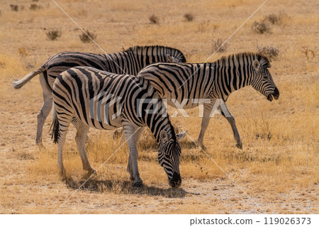 Zebra in Etosha Zebra in Etosha 119026373