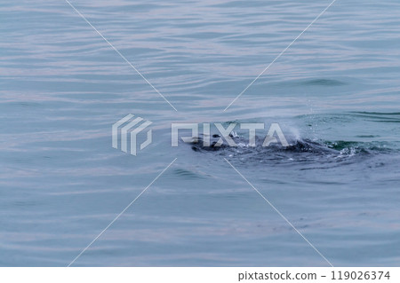 Whale surfacing in Walvis Bay Whale surfacing in Walvis Bay 119026374