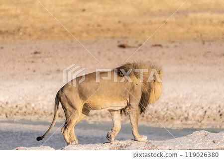 Lion in Etosha 119026380
