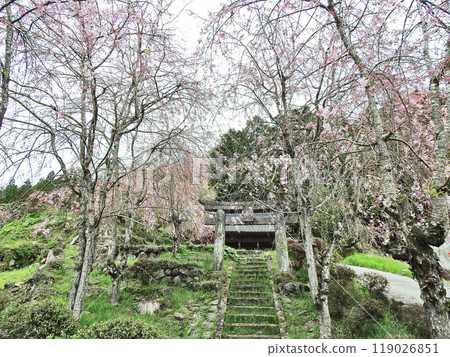 Torii gates and cherry blossoms on the approach to Susa Shrine in Iwaya, Buzen City, Fukuoka Prefecture Torii gates and cherry blossoms on the approach to Susa Shrine in Iwaya, Buzen City, Fukuoka Prefecture 119026851