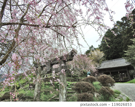Spring at Susa Shrine in Iwaya, Buzen City, Fukuoka Prefecture Spring at Susa Shrine in Iwaya, Buzen City, Fukuoka Prefecture 119026853