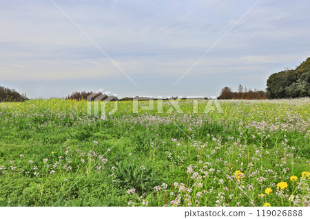 A wide grassland covered with Brassicaceae plants such as wild radish and weeds A wide grassland covered with Brassicaceae plants such as wild radish and weeds 119026888